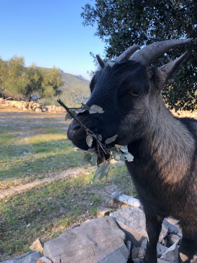 Les Insolites De Taracopala Solliès-Toucas Kültér fotó